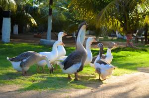 a group of ducks standing in the grass at Recanto Caiçara Pousada in São Miguel dos Milagres +43 photos