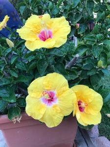three yellow hibiscus flowers in a pot at B&B Hibiscus in Capoterra