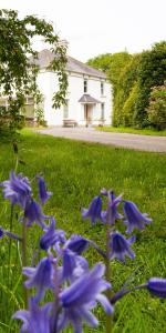 リマバディにあるBallyhenry House and Apartmentsの家の前の草の青い花の群れ