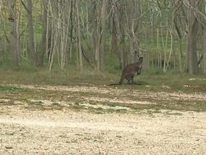 a deer standing in a field in the woods at bluebird cottage in Angaston