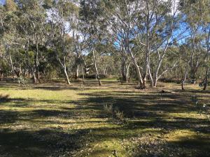 a field of grass with trees in the background at bluebird cottage in Angaston