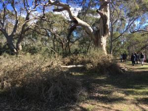 a group of people walking down a path next to a tree at bluebird cottage in Angaston