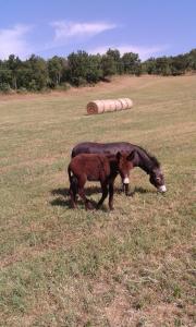 Gallery image of Il Castello in Monte Cerignone