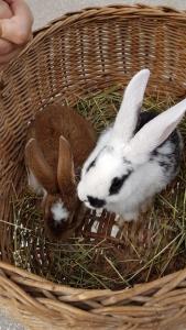 Altri animali domestici presso l'affittacamere o nei dintorni