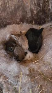 Altri animali domestici presso l'affittacamere o nei dintorni
