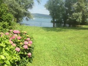un arbusto con flores rosas en la hierba junto a un lago en Casa Laura en Dormelletto