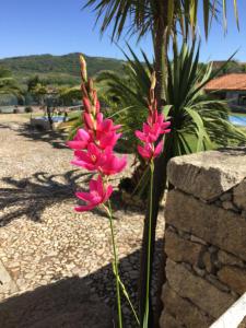 Photo de la galerie de l'établissement Quinta da Vinha Morta, à Lamego