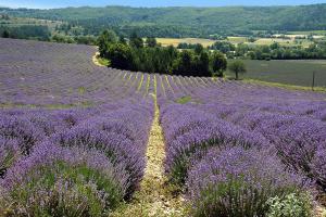 a lavender field with rows of purple flowers at La Bousquatière in Piolenc