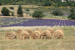 a group of hay stacks in a field at La Bousquatière in Piolenc