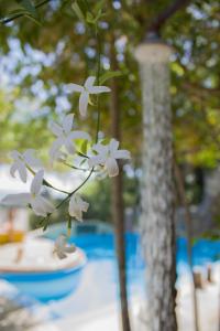 biały kwiat siedzący na stole w obiekcie Malaxiana Houses w mieście Maláxa