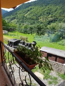 a balcony with a pot of plants and a view of a field at Casa Ile in Vişeu de Sus