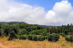a view of a field with trees and a mountain at Agriturismo Pimpinnacolo in Porto Ercole