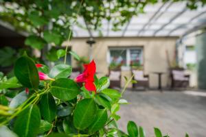 حديقة خارج Hotel Tabor Maribor