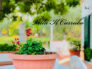 Zahrada ubytování Villa Il Carrubo - Basilicata