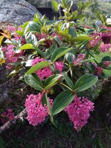 A garden outside Spring Garden