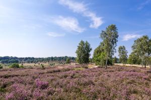 a field of purple flowers in a field with trees at Krelinger Freizeit- und Tagungszentrum in Walsrode