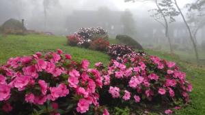 A garden outside Spring Garden