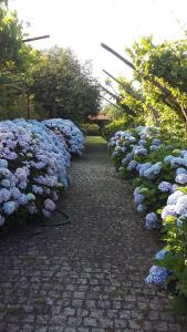 una fila de hortensias púrpuras forrando una pasarela en Quinta Drº Amarante en Gondomar