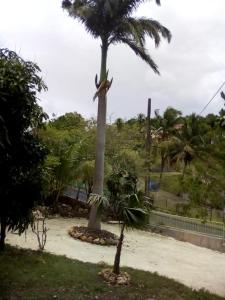 a bird sitting on top of a palm tree at Villa Les Violettes in Morne-à-lʼEau