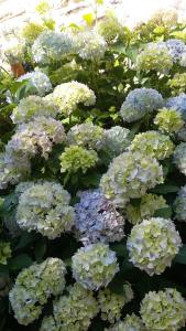 Ein paar lila und grüne Blumen im Garten in der Unterkunft Le Moulin d'Hys in La Cropte