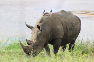 a rhino grazing in the grass with birds on its back at Ecolux Boutique Hotel in Komatipoort