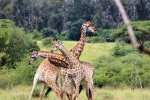 three giraffes are running in a field at Ecolux Boutique Hotel in Komatipoort