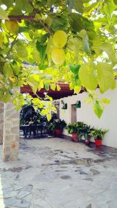 a patio with a bunch of plants and a tree at CORTIJO LALO in Órgiva