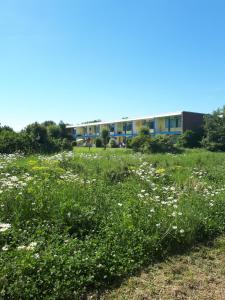 a field of flowers in front of a building at Vakantiehuisje Martina 24 in Vlissingen