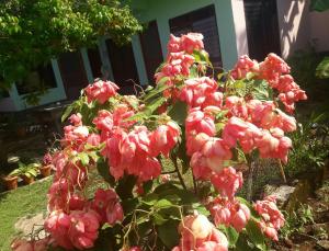 Un jardín fuera de Villy's Cottage