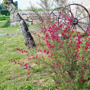 Jardín al aire libre en A Cantaruxa Maruxa Turismo Rural