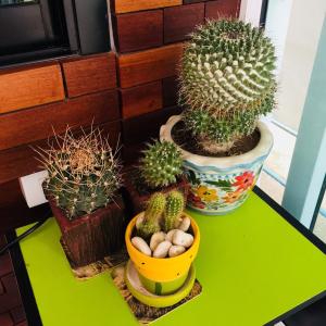 a table with cactuses and other plants on it at Ratchanee Place in Chaiyaphum