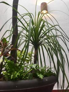 a plant in a black pot with green plants at Residence Las Trojes Cdmx in Mexico City