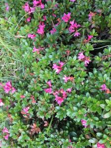 Um jardim no exterior de Ferienhaus Wisli