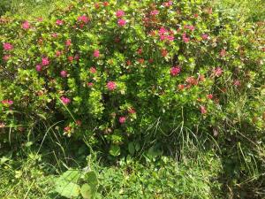 Um jardim no exterior de Ferienhaus Wisli