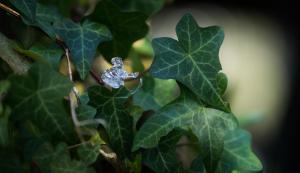 ein Diamant-Verlobungsring auf einer Efeu-Pflanze in der Unterkunft Waldhütte in Saarbrücken