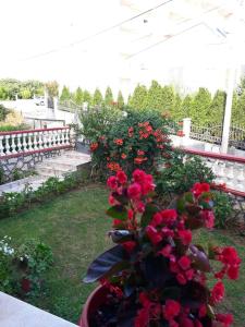 a garden with red flowers in a pot at Alvanita Apartments in Ulcinj