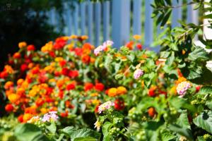 A garden outside Apartments Alavana