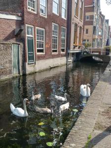 
a flock of ducks standing on the side of a river at De Vliegende Vos het geboortehuis van Johannes Vermeer in Delft
