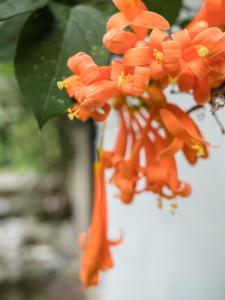 Une bande de fleurs orangées suspendues à un arbre dans l'établissement Pacheco Farmhouse - Intag Valley, à Peñaherrera