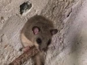 a rat eating a piece of food in a wall at Il Ghiro in Levanto