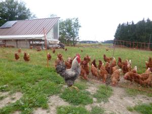 a group of chickens standing next to a fence at Ferienwohnung auf dem Lechsberg in Fuchstal