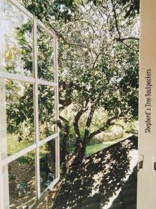 a tree in front of a window at Shepherd's Tree Backpackers in Knysna