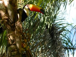 Gallery image of Pousada Fazenda Peroba Rosa in Pedregulho