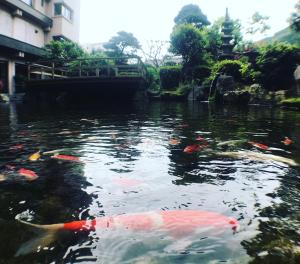 a pond full of koi fish in a garden at Bosenkan in Gero