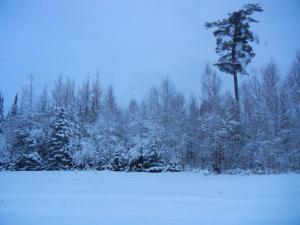 Shores of Deer Lake during the winter