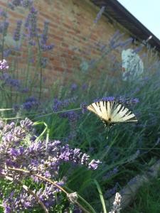 A garden outside Poderi Sartoris