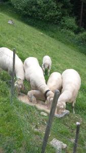 Altri animali domestici presso l'agriturismo o nei dintorni