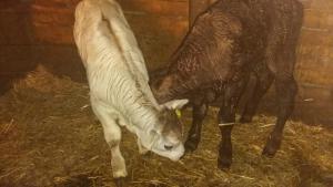 Altri animali domestici presso l'agriturismo o nei dintorni