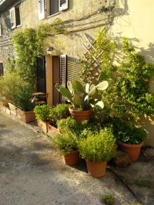 eine Gruppe von Topfpflanzen an der Seite eines Gebäudes in der Unterkunft Casa del sole in Manciano