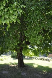 a large tree with green leaves in a field at Maison d'Emmannaelle in Auros